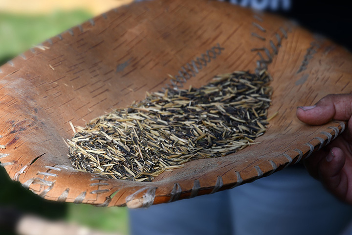 Winnowing the rice. Wild Rice Initiative | Photo credit: Todd Marsee, Michigan Sea Grant.