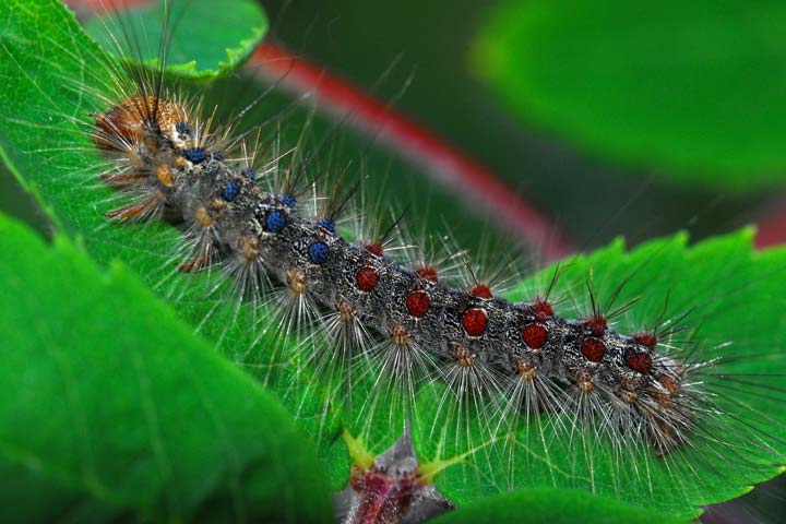 Gypsy moth