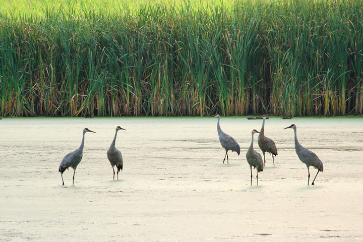 Photo courtesy of Michigan Sea Grant