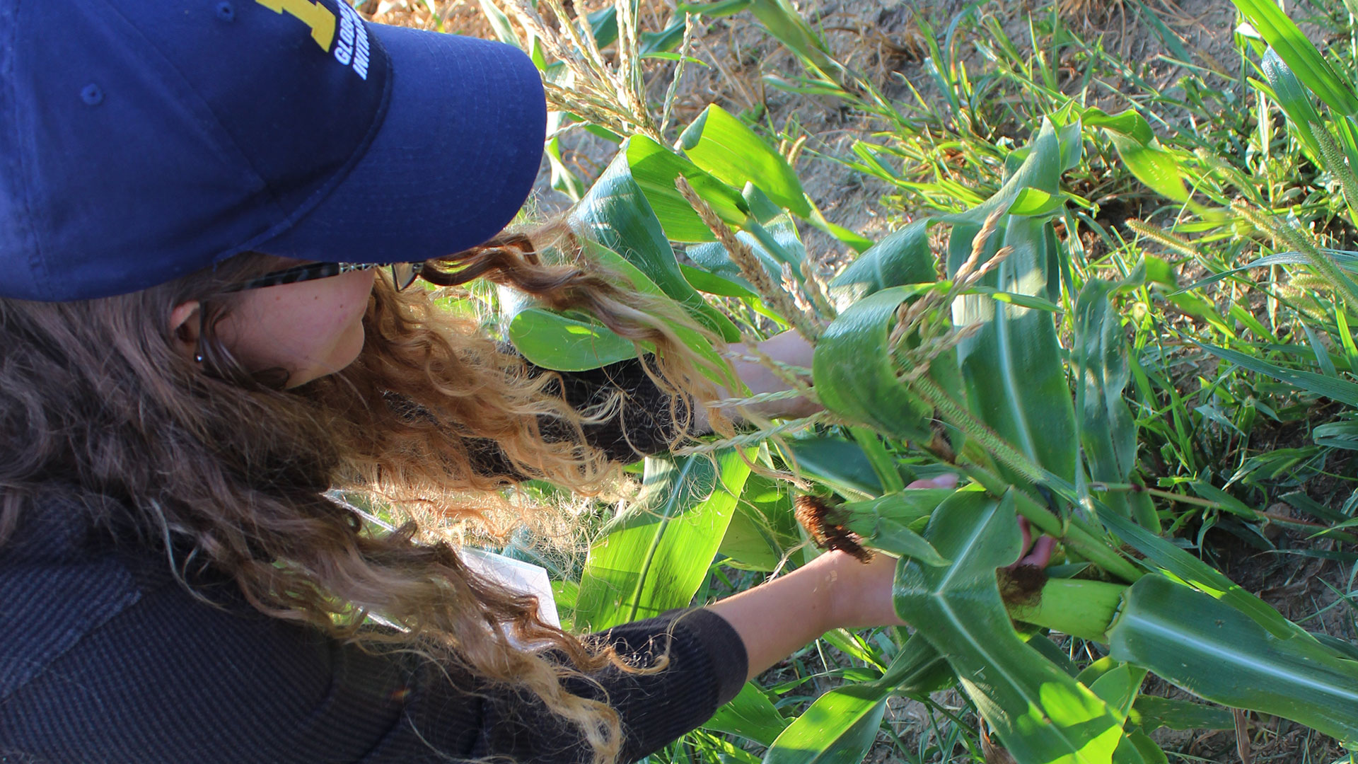 Phosphorus in Farming