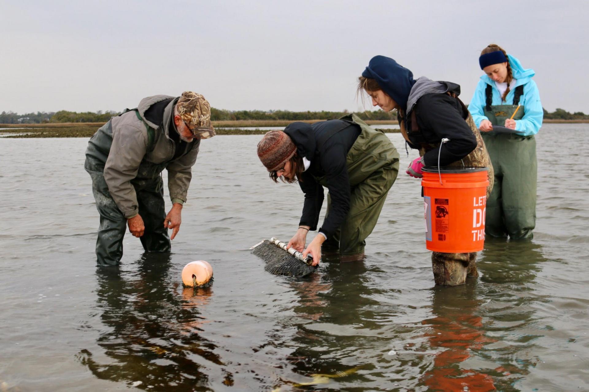 Evaluation of the Ecosystem Services of Shellfish Culture Operations in North Carolina