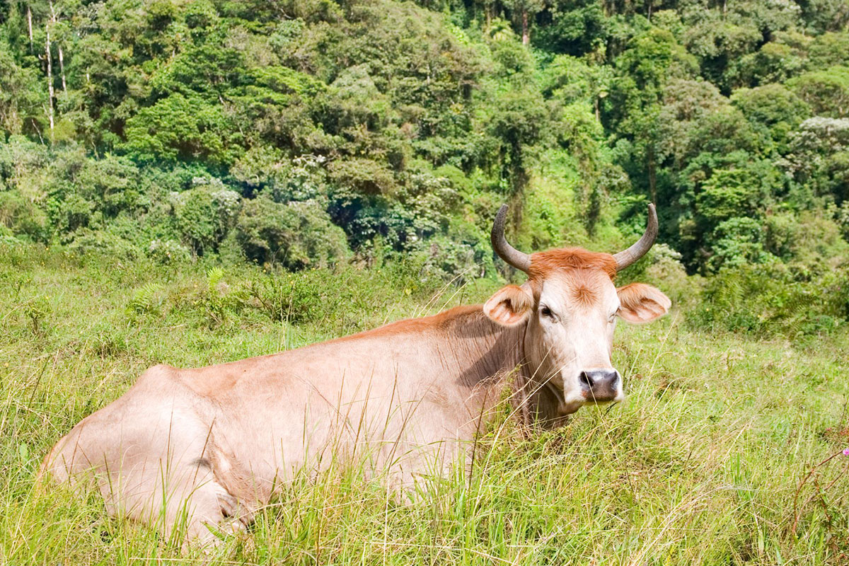 Livestock grazing