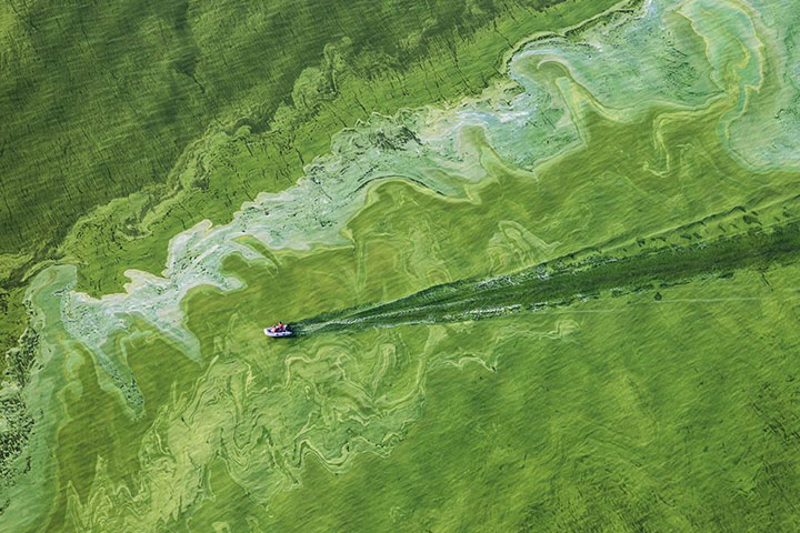 Lake Erie algal bloom, 2011