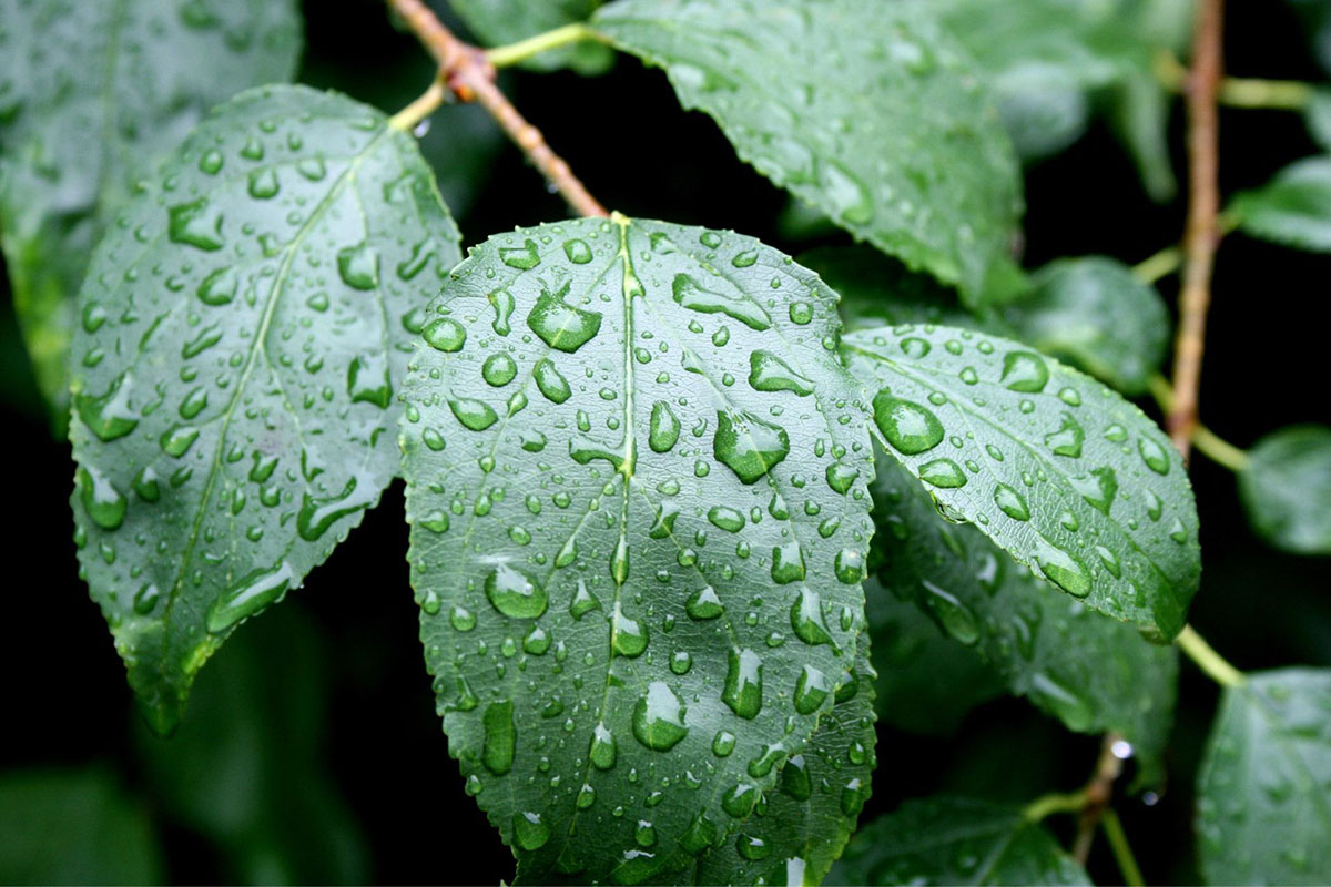 Plant with raindrops