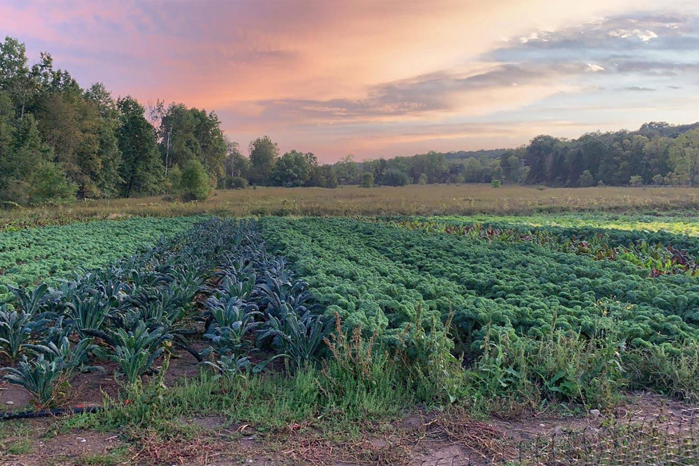 Campus Farm