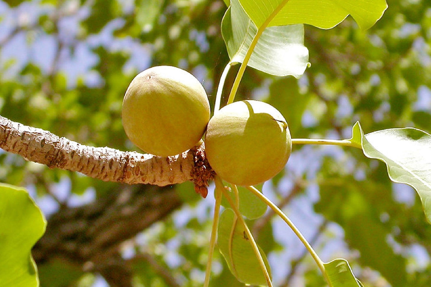 Shea tree