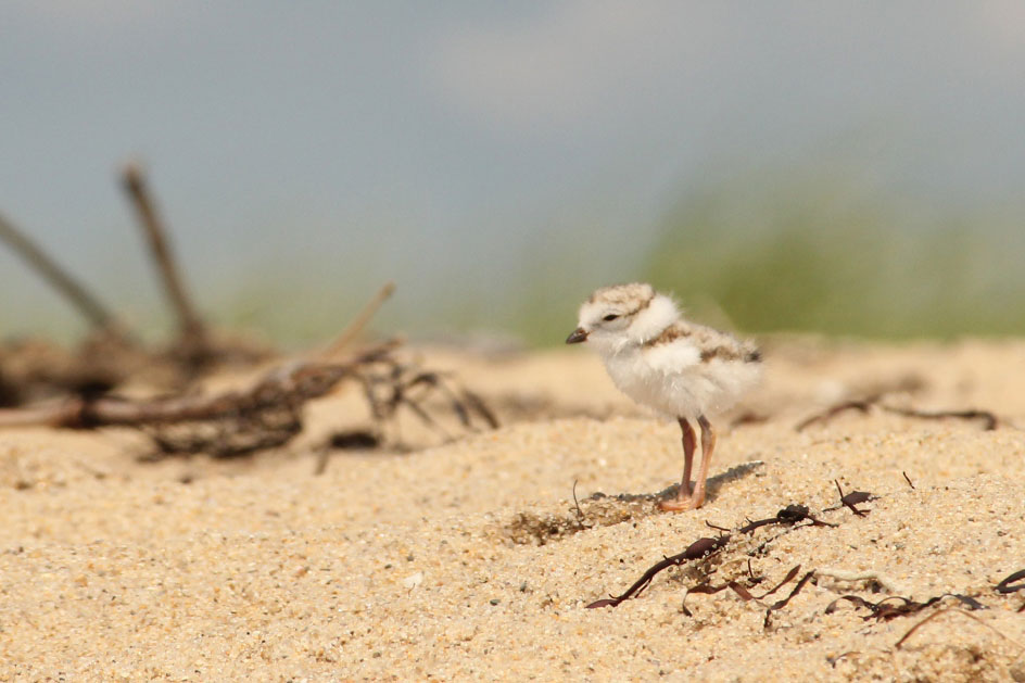 Plover