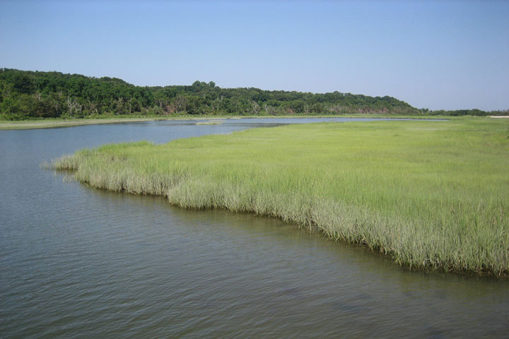 Salt Marsh Long Island