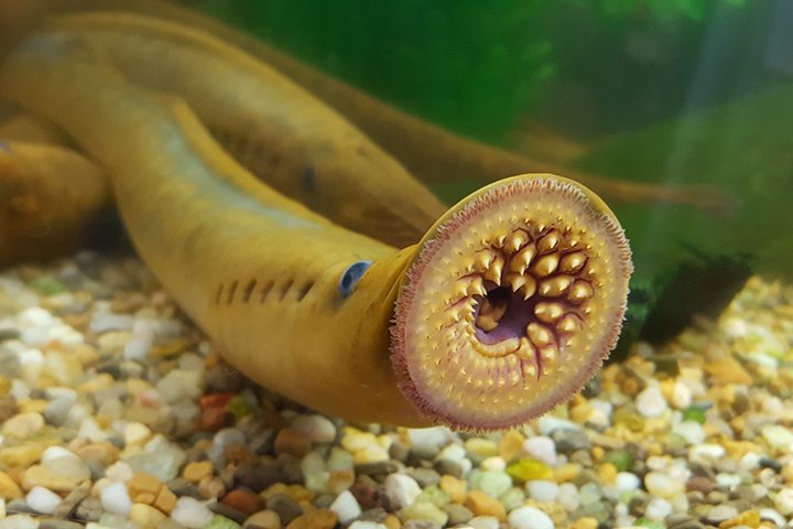 Spawning adult sea lamprey. Photo by Cory Brant.
