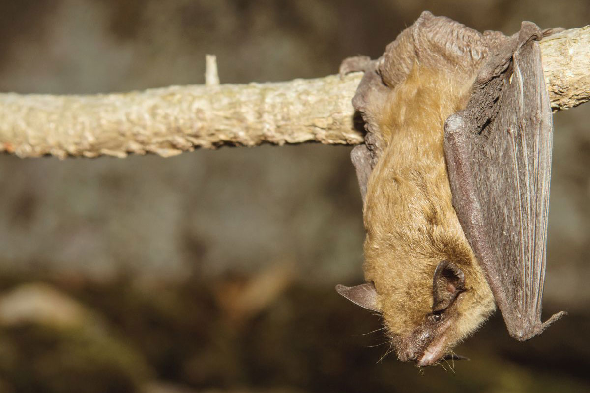 Big Brown Bat