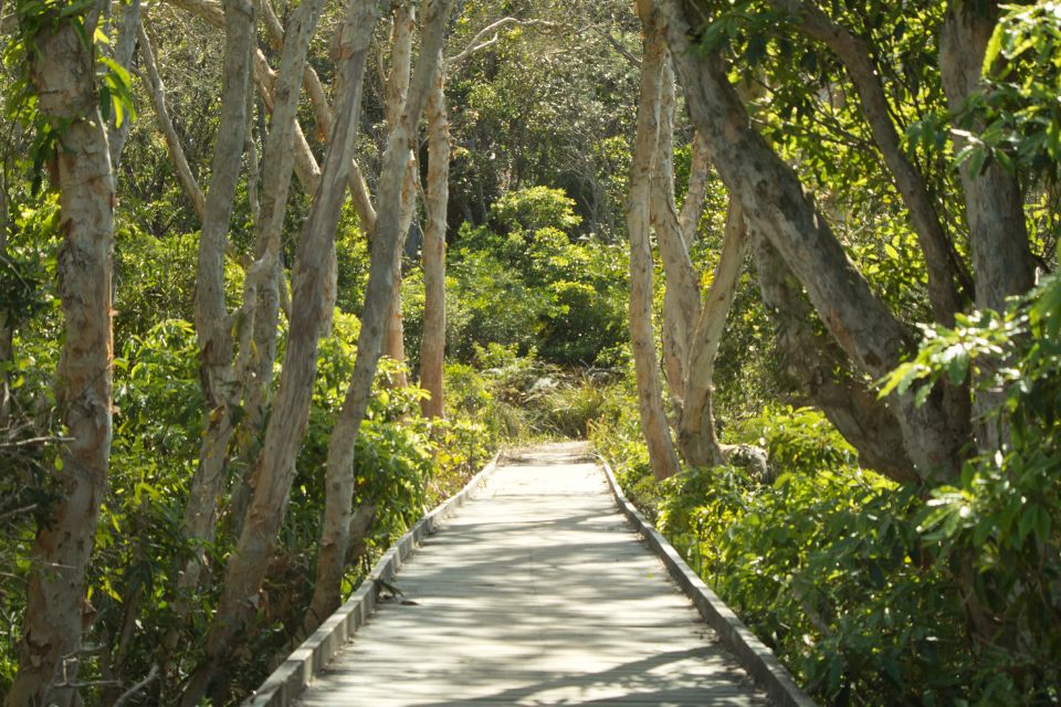 Decorative forest walk