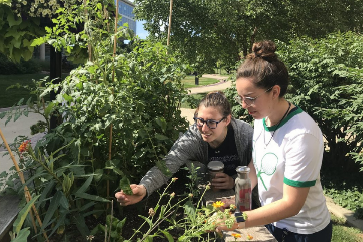 Medical School Garden