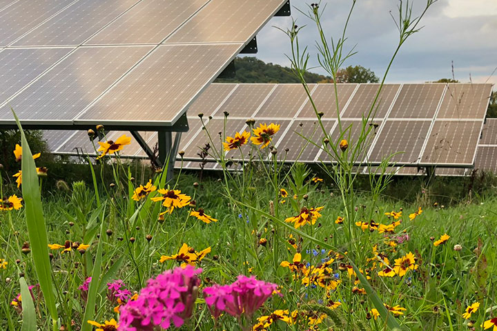 Ground-mounted SES with pollinator garden. Photo by Rob Davis