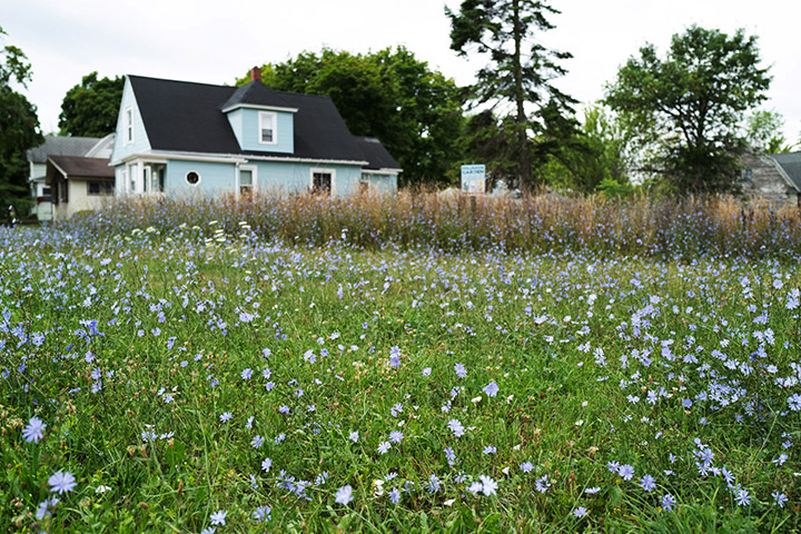 Wildflowers in Saginaw