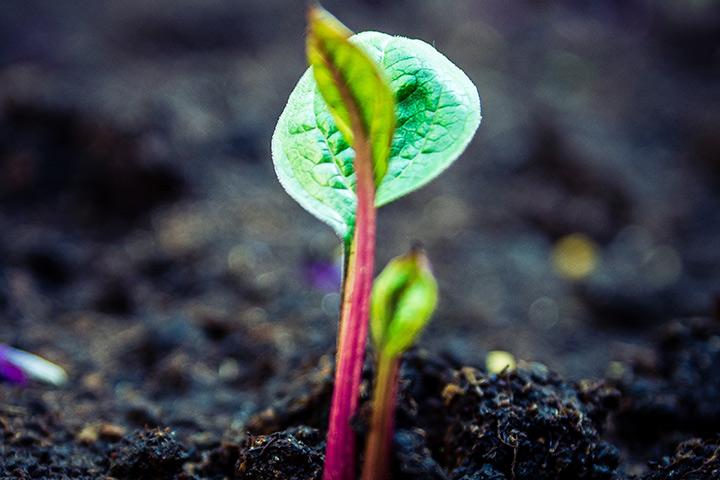 Close-up of field - soil, plants.