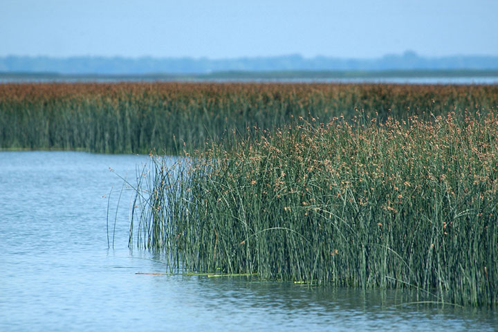 Photo courtesy of Michigan Sea Grant