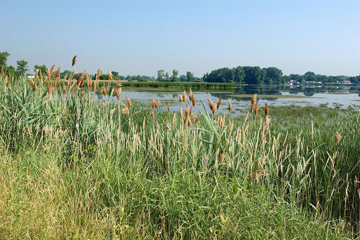 Photo courtesy of Michigan Sea Grant