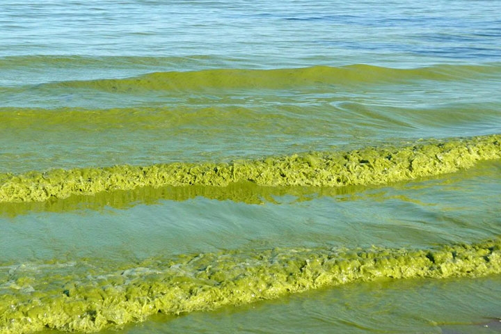 Lake Erie algal bloom by Tom Archer, Source: Michigan Sea Grant